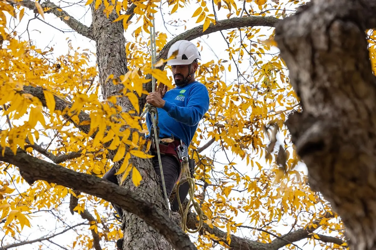 Skilled Tree Pruning crew working in Paradox