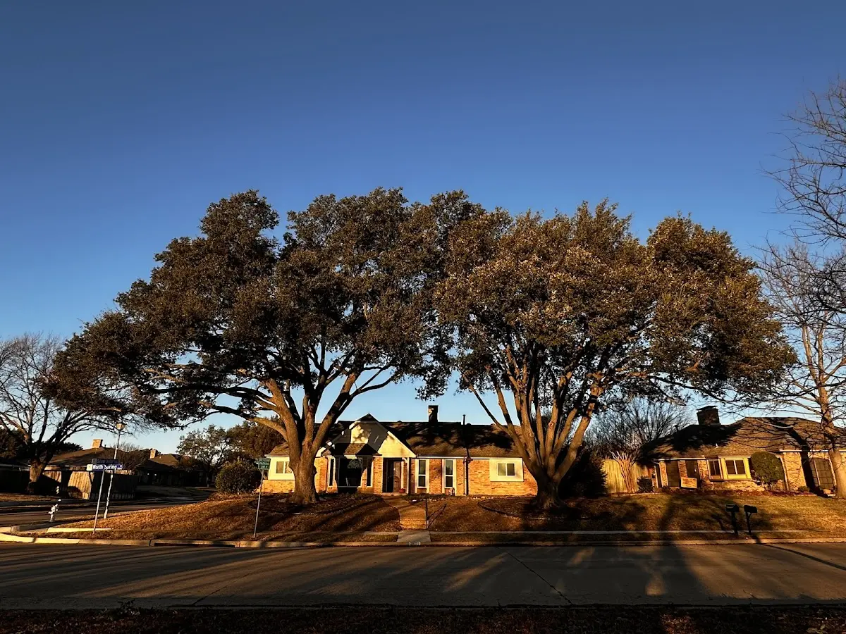 Established residential canopy tree shading a home in Paradox